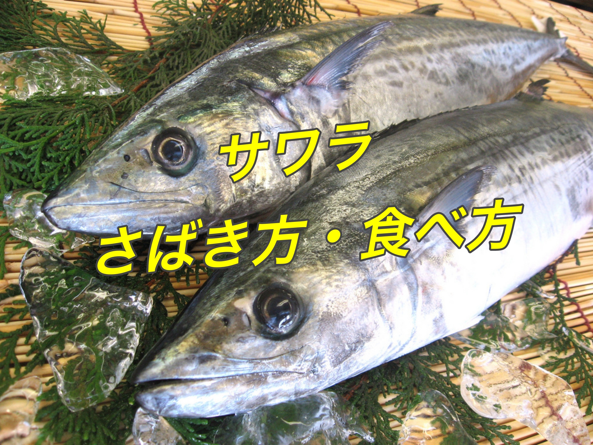 簡単 サワラ サゴシ が釣れた さばき方とおいしい食べ方 ジョニわんブログ Com